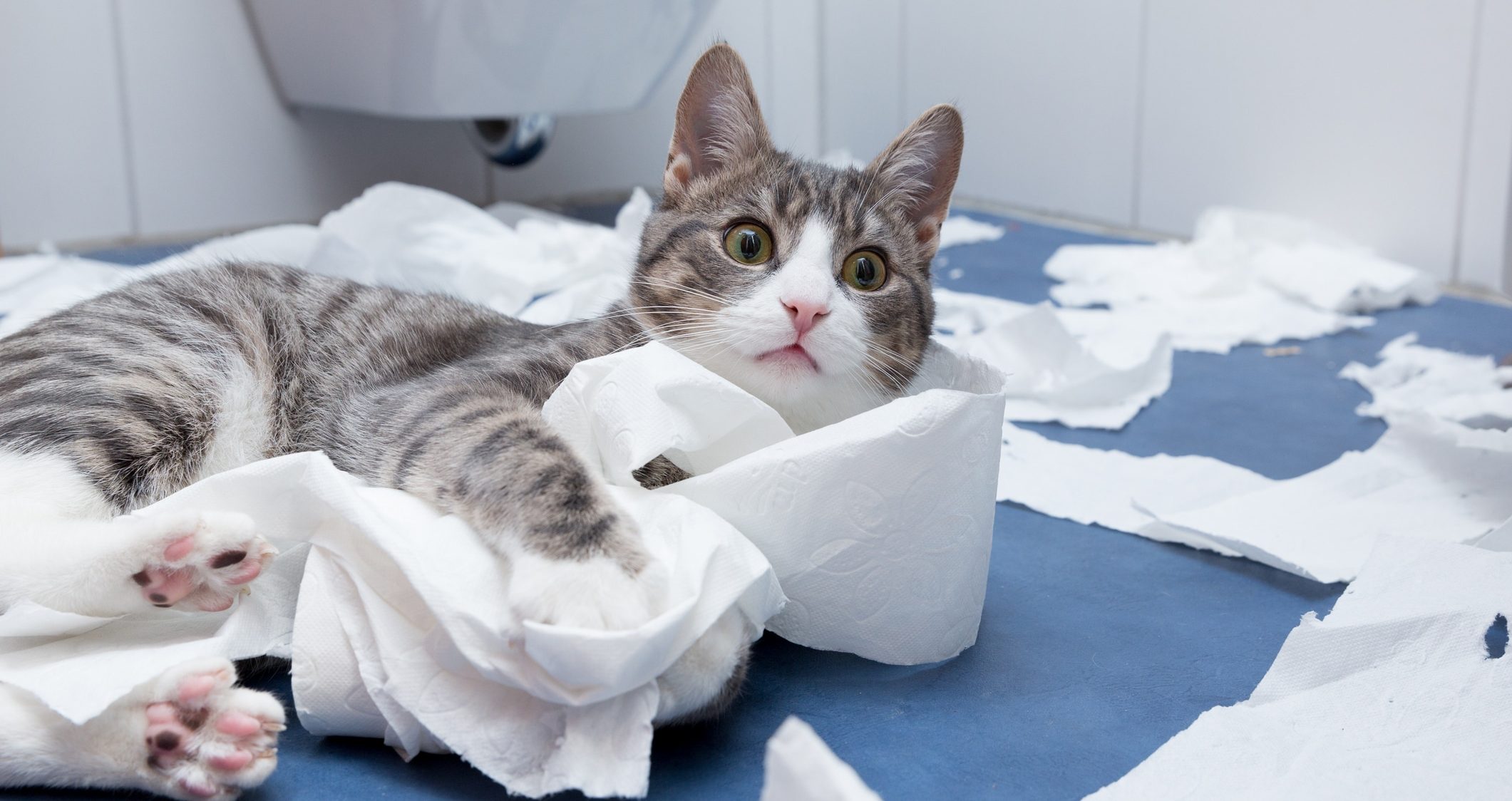 Katze Riecht Nach Urin