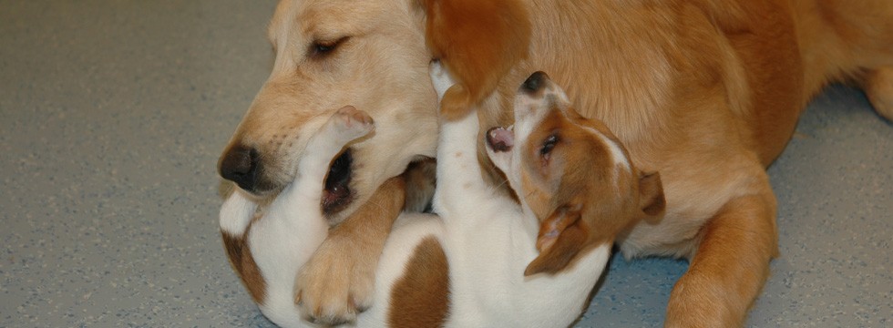 Dr. Busch Kleinmachnow » Canines Herpesvirus beim Hund